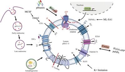 Role of Lysosomal Acidification Dysfunction in Mesenchymal Stem Cell Senescence